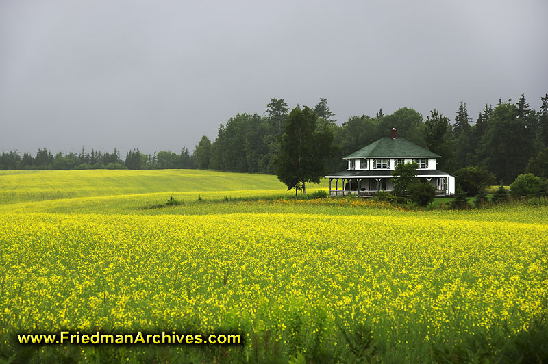 yellow,canola,oil,flowers,landscapting,lush,house,rain,pei,prince edward island,